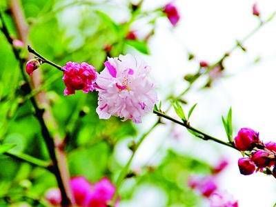 夫妻其实早就命中注定的经历 日支相合与相生插图