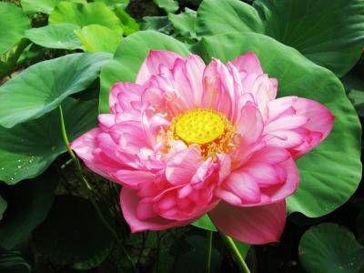 真命天子出现的征兆有哪些 桃花运来临征兆插图