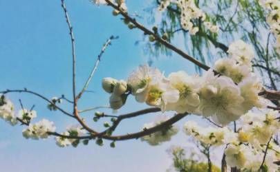 戊申日柱男命桃花运 烂桃花比较多插图