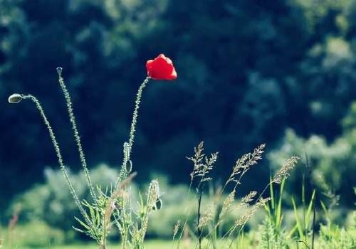 有意栽花花不发无心插柳柳成荫意思插图