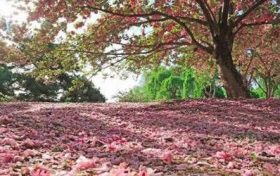 95年属猪25岁需要注意什么缩略图 95年属猪25岁需要注意什么