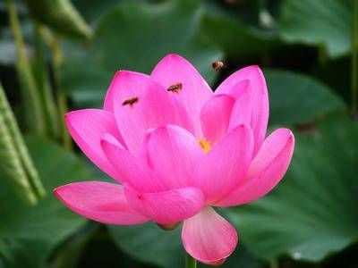 春天出生的属兔人命运如何 生于午时卯时最好插图