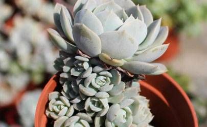 富贵命的牙齿你了解吗？插图