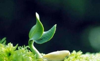 乙亥日出生人的性格、婚姻状况与生于午时怎么样插图