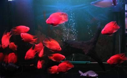注定一生奔波劳累难享夫福的女人面相特征插图