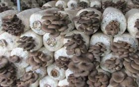 天上火和剑锋金土能在一起吗?婚姻性格事业如何缩略图 天上火和剑锋金土能在一起吗?婚姻性格事业如何