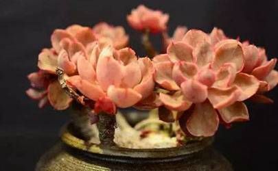 摆脱单身并招桃花运的风水知识插图