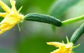 八字如何提升自己的桃花运?缩略图 八字如何提升自己的桃花运?