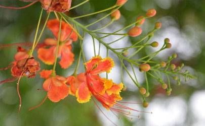 眼下桃花纹深长的人都非常好色吗插图