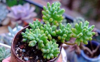 桂花可以种大门两边吗 能旺风水财富吗插图
