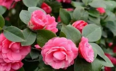 你脸上的梨涡对人运势有什么影响 性缘好易犯桃花劫插图