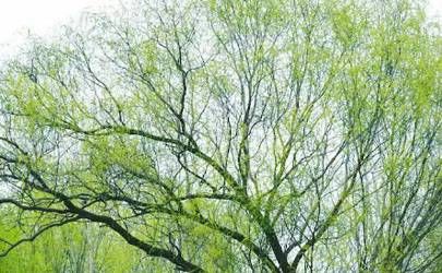 两眉之间凹陷是富贵命吗 两眉之间凹陷是好吗?插图