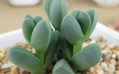 详解眼皮上长痣是什么意思 男人左眼皮上有痣好不好插图