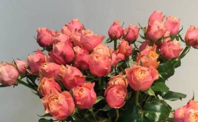 带桃花的八字好吗？八字带桃花沟通协调能力好插图