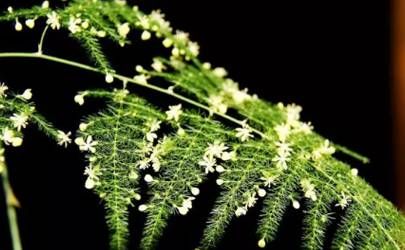 称骨算命越重越好吗 称骨算命多重才最好插图