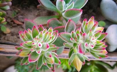 98年属虎最利哪个方向 98年属虎吉凶方位插图