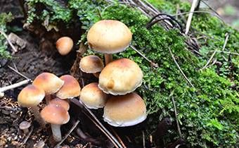 童子命中的扫地童子命理特征插图