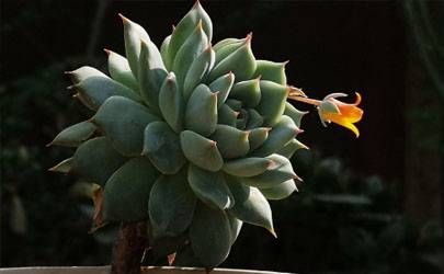 肖蛇的人正月初一春节命运是什么样的？插图