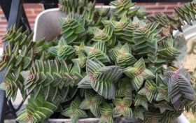 破了桃花劫会有什么表现 桃花劫会破坏财运吗缩略图 破了桃花劫会有什么表现 桃花劫会破坏财运吗