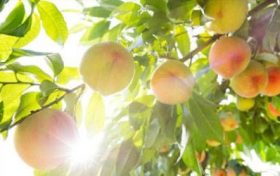 2023年8月桃花运最好的生肖 属牛人桃花运来势凶猛缩略图 2023年8月桃花运最好的生肖 属牛人桃花运来势凶猛