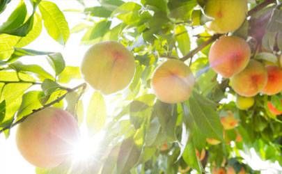 2023年8月桃花运最好的生肖 属牛人桃花运来势凶猛插图