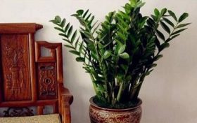 查甲子年出生人的命运如何缩略图 查甲子年出生人的命运如何