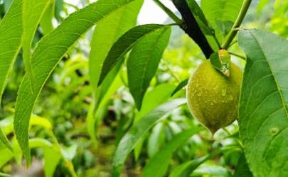 八字测命要不要看神煞？神煞的正确运用范围及方法插图