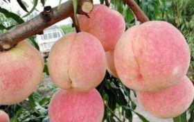 八字四柱查桃花 从四柱中看自己的桃花运例子缩略图 八字四柱查桃花 从四柱中看自己的桃花运例子