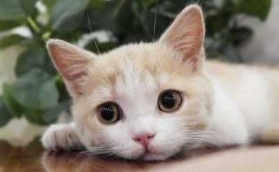 招财猫裂开了还能供奉吗 警惕贵人运插图