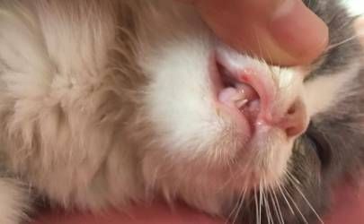 铜质的招财猫财运好吗 也可以旺财插图