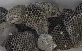 梦见捅马蜂窝什么预兆 梦见自己捅掉了马蜂窝缩略图 梦见捅马蜂窝什么预兆 梦见自己捅掉了马蜂窝缩略图