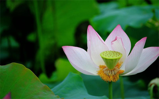 女性半夜莲花开什么意思 其实是正常生理现象插图