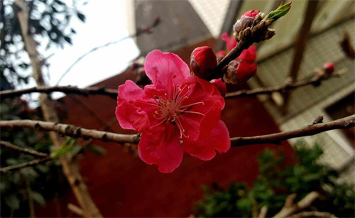 桃花运会影响其他运气吗 桃花和财运的关系插图