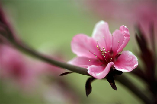 桃花泛滥啥意思 桃花运泛滥是好还是坏插图