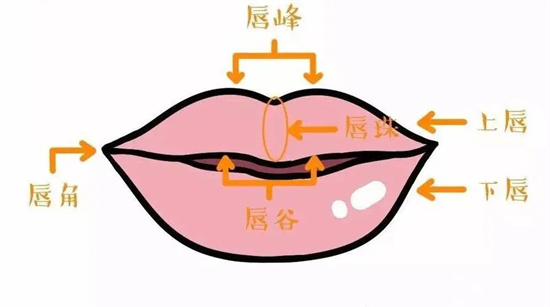 什么叫仰月唇 仰月唇的女人性格插图