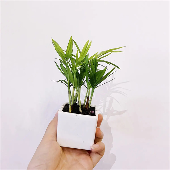 袖珍椰子的寓意和象征风水_袖珍椰子放哪里最旺财插图