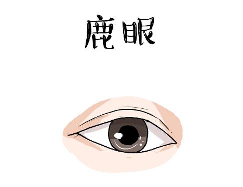 鹿眼是什么眼睛，鹿眼的人命好吗插图