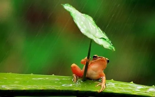遮风挡雨是什么生肖，遮风挡雨生肖正确答案插图