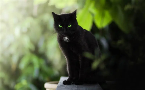 猫属阴还是阳(猫是阴邪之物的原因)插图