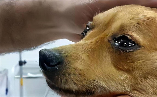 狗哭了代表什么预兆_狗哭对主人不吉利吗插图
