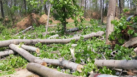 伐树日子怎么选 伐树吉日有什么讲究插图