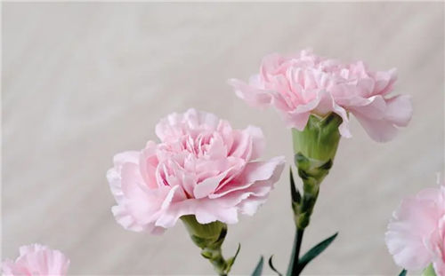 属羊的幸运花和旺财花：报春花为幸运花，蝴蝶兰为旺财花插图