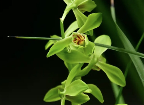 兰花招财还是破财 哪些破财的植物不能养插图