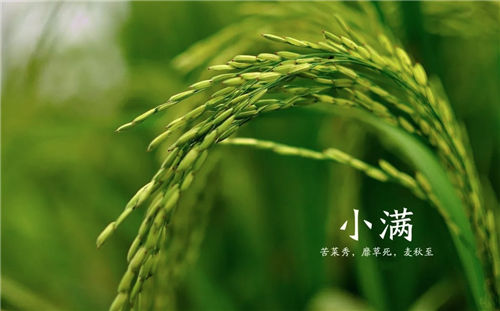 小满节气有什么禁忌 小满节气6大禁忌要注意！插图2