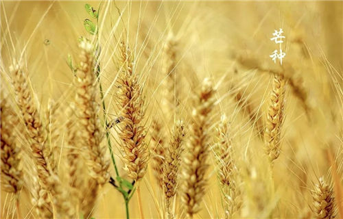 【芒种节气风俗】芒种时要干什么？芒种有什么风俗活动？芒种节气有什么讲究？插图1