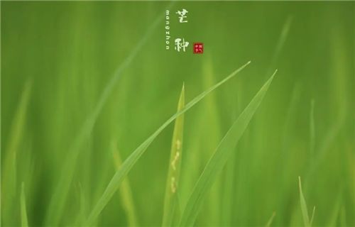 芒种节气养生注意事项-芒种养生小知识-芒种养生这几点记心上插图2