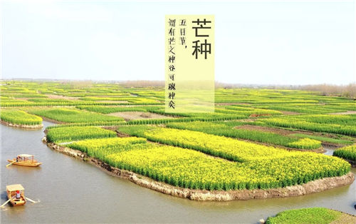 【芒种节气风俗】芒种时要干什么？芒种有什么风俗活动？芒种节气有什么讲究？插图2