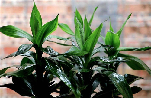 五行缺水适合养的植物-五行缺水养什么花-命中缺水的人养绿植有何讲究插图1