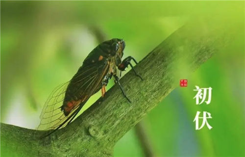 初伏养生小知识,入伏必备养生常识,你不知道的养生秘诀!插图