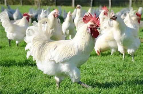 什么玉最旺属鸡人戴_生肖鸡带什么招财_属鸡人招财转运方法插图